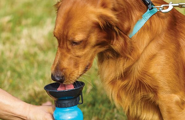 сколько нужно пить собаке воды